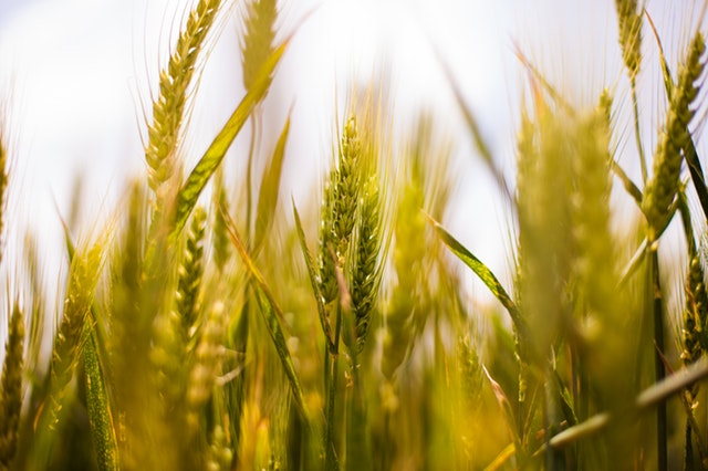 agriculture cereals cornfield farming 1589