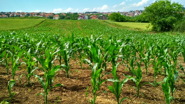 corn plant on field 1112080