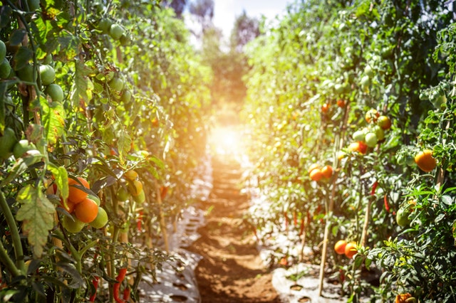 pathway between tomato fruits 1675211